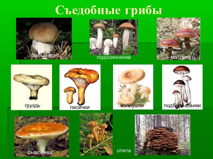 Съедобные грибы белый гриб подосиновики маслята груздь лисички волнушки подберёзовики опята сыроежка