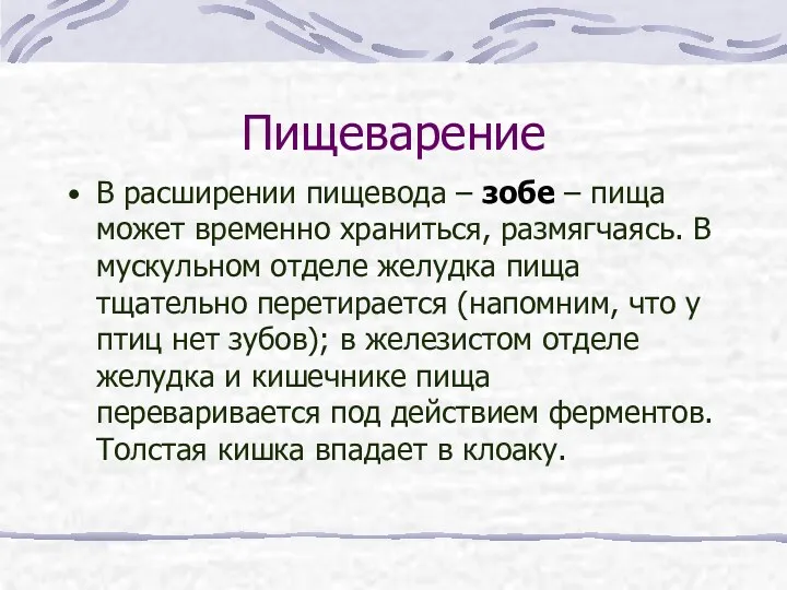 Пищеварение В расширении пищевода – зобе – пища может временно храниться, размягчаясь. В