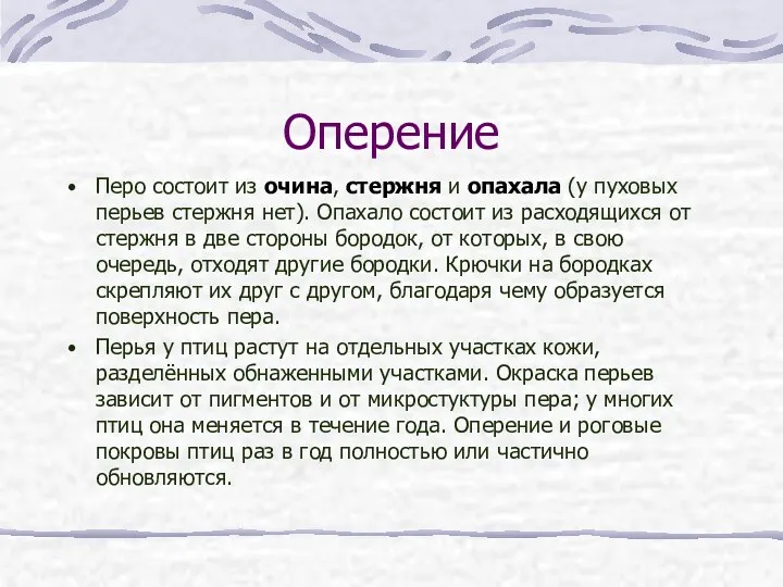 Оперение Перо состоит из очина, стержня и опахала (у пуховых перьев стержня нет).