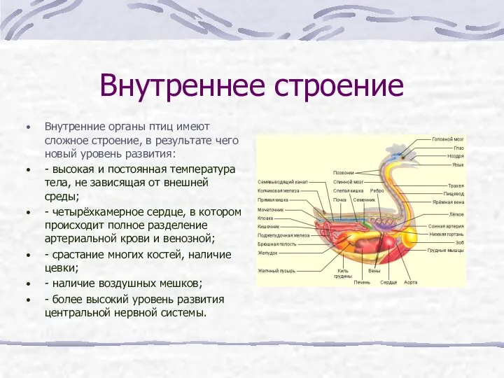 Внутреннее строение Внутренние органы птиц имеют сложное строение, в результате чего новый уровень