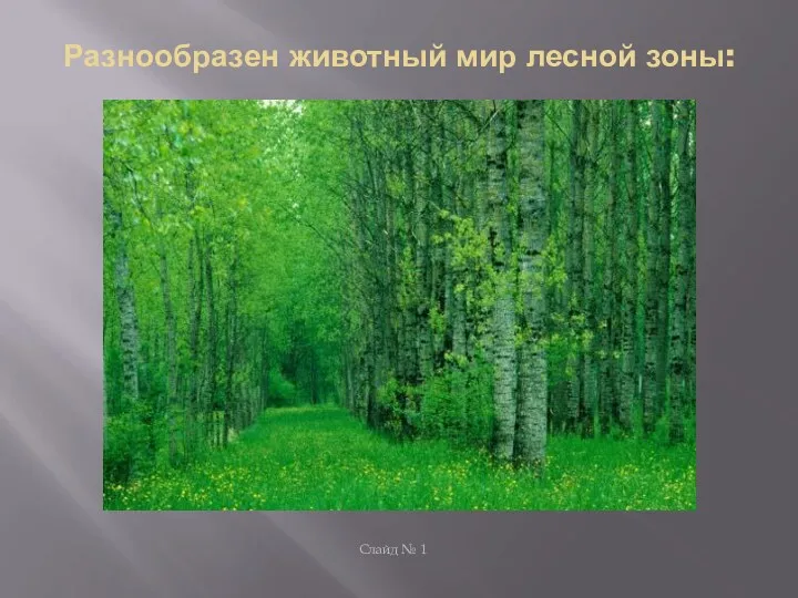 Разнообразен животный мир лесной зоны: Слайд № 1