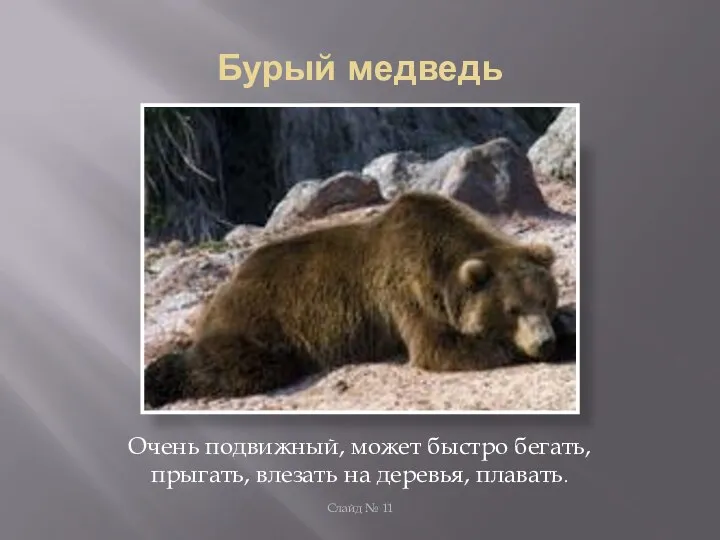Бурый медведь Очень подвижный, может быстро бегать, прыгать, влезать на деревья, плавать. Слайд № 11