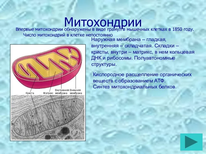 Митохондрии Впервые митохондрии обнаружены в виде гранул в мышечных клетках в 1850 году.