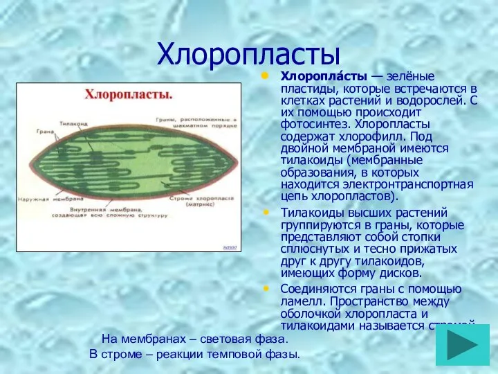 Хлоропласты Хлоропла́сты — зелёные пластиды, которые встречаются в клетках растений и водорослей. С