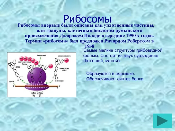 Рибосомы Рибосомы впервые были описаны как уплотненные частицы, или гранулы, клеточным биологом румынского
