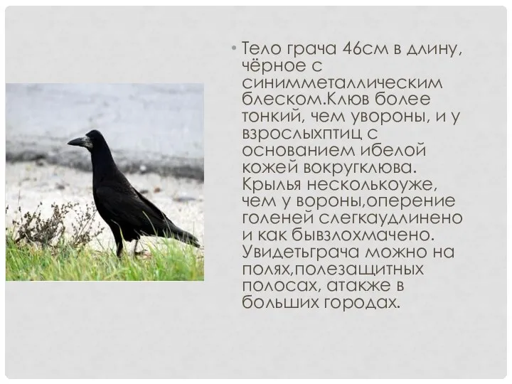 Тело грача 46см в длину,чёрное с синимметаллическим блеском.Клюв более тонкий,