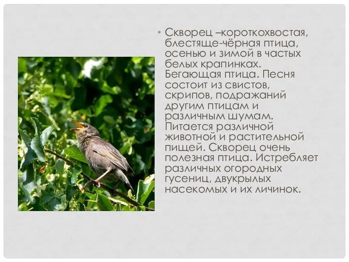Скворец –короткохвостая, блестяще-чёрная птица, осенью и зимой в частых белых