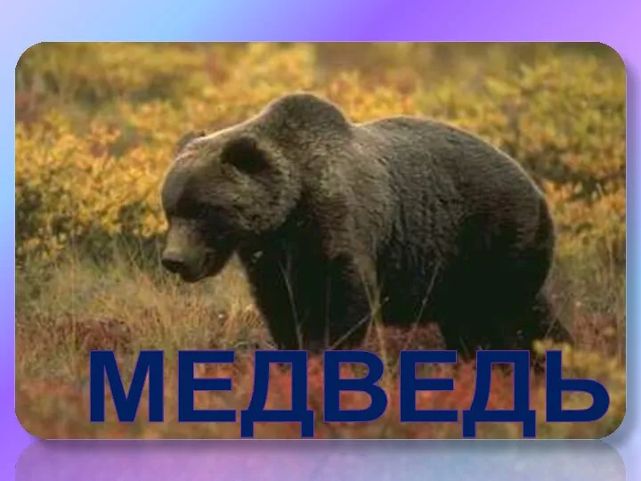 МЕДВЕДЬ