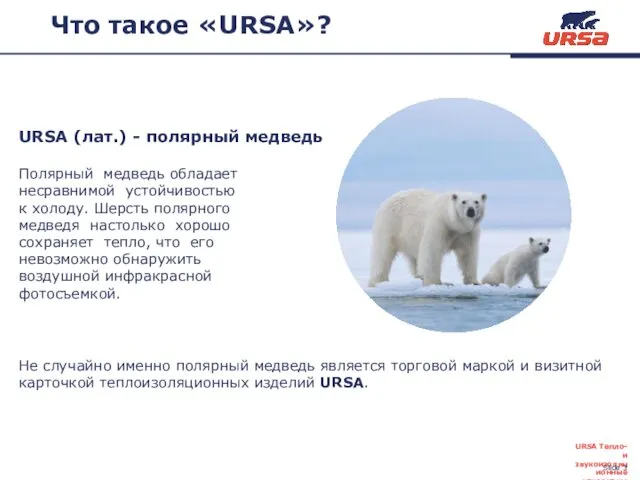 Что такое «URSA»? URSA (лат.) - полярный медведь Полярный медведь