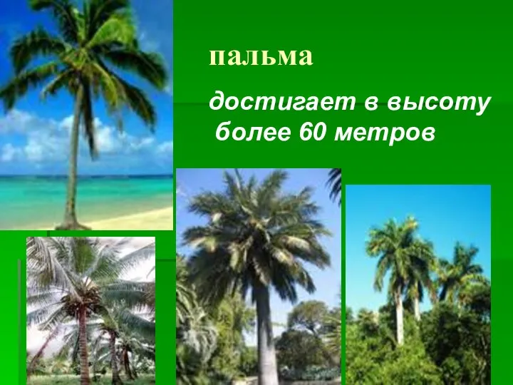 пальма достигает в высоту более 60 метров