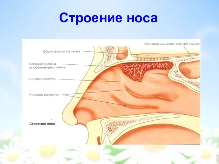 Строение носа