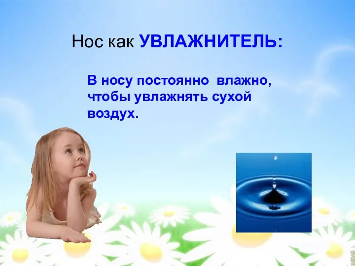 Нос как УВЛАЖНИТЕЛЬ: В носу постоянно влажно, чтобы увлажнять сухой воздух.