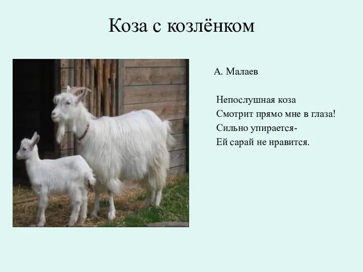 Коза с козлёнком А. Малаев Непослушная коза Смотрит прямо мне в глаза! Сильно