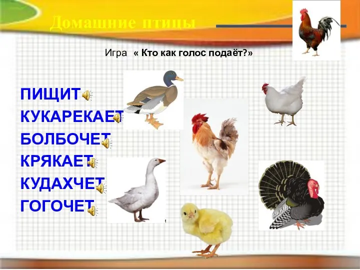 Домашние птицы Игра « Кто как голос подаёт?» ПИЩИТ КУКАРЕКАЕТ БОЛБОЧЕТ КРЯКАЕТ КУДАХЧЕТ ГОГОЧЕТ