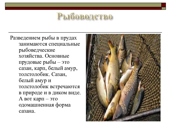 Разведением рыбы в прудах занимаются специальные рыбоведческие хозяйства. Основные прудовые