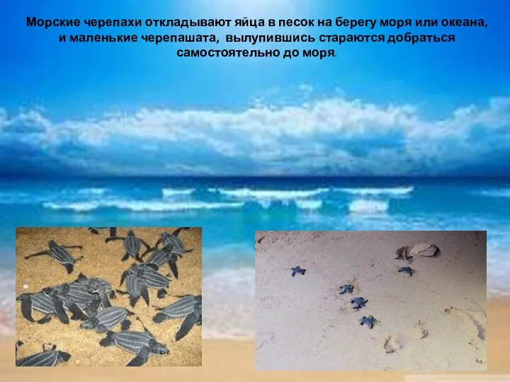 Морские черепахи откладывают яйца в песок на берегу моря или океана, и маленькие