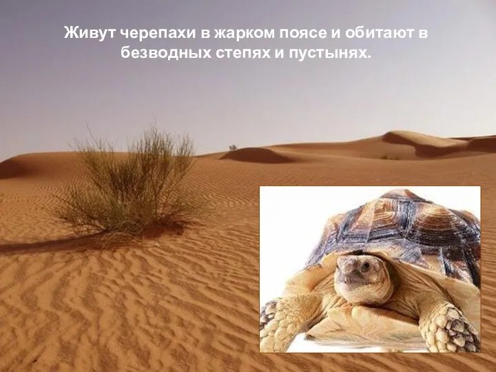 Живут черепахи в жарком поясе и обитают в безводных степях и пустынях.