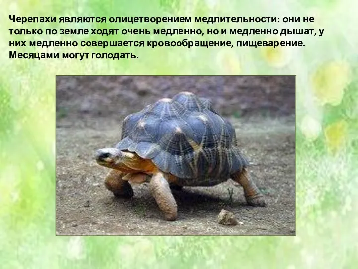 Черепахи являются олицетворением медлительности: они не только по земле ходят очень медленно, но