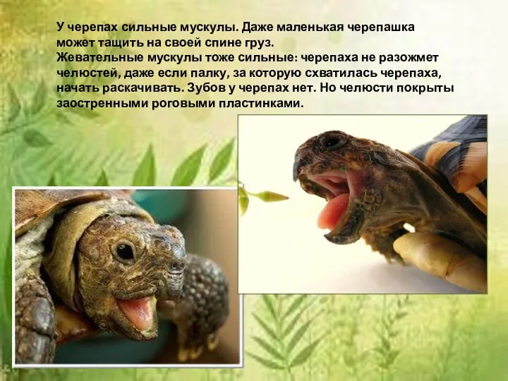 У черепах сильные мускулы. Даже маленькая черепашка может тащить на своей спине груз.