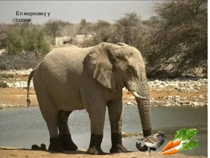 Ел морковку у слона