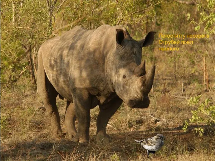 Погостил у носорога Отрубей поел немного