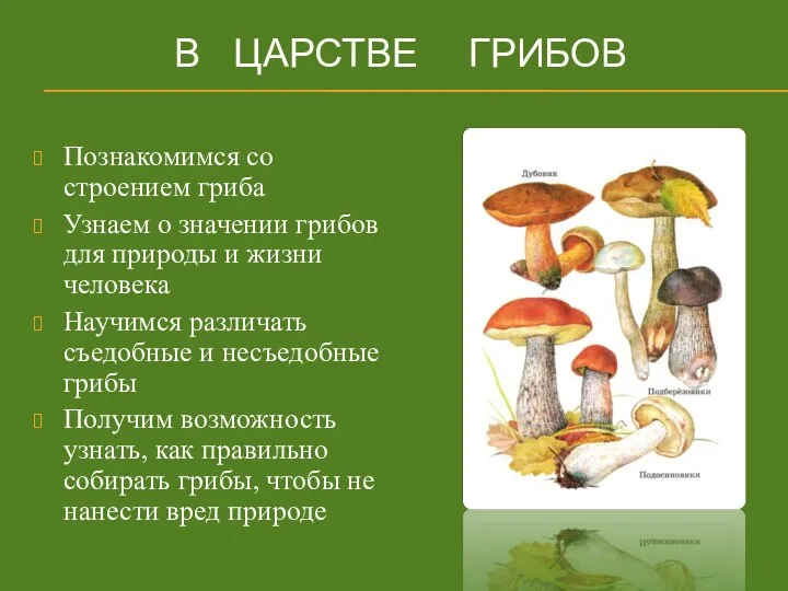 В ЦАРСТВЕ ГРИБОВ Познакомимся со строением гриба Узнаем о значении