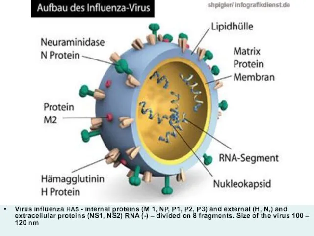Virus influenza HAS - internal proteins (M 1, NP, P1,