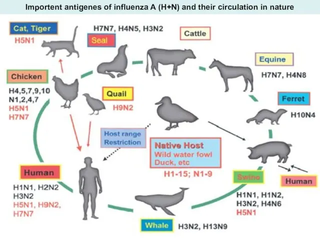 Importent antigenes of influenza A (H+N) and their circulation in nature
