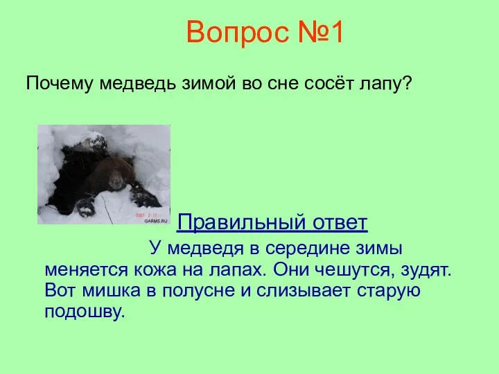 Вопрос №1 Почему медведь зимой во сне сосёт лапу? Правильный