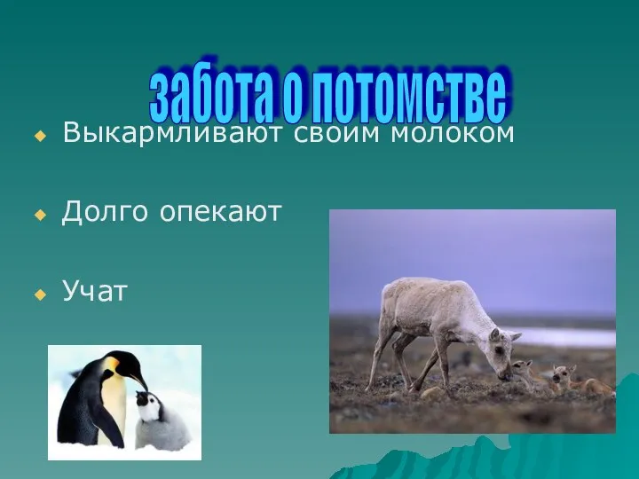 Выкармливают своим молоком Долго опекают Учат забота о потомстве