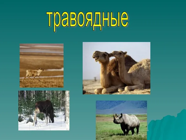 травоядные