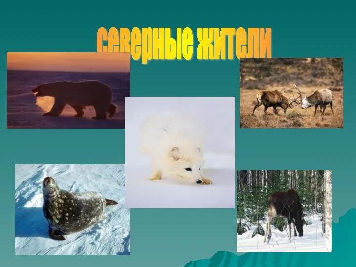 северные жители