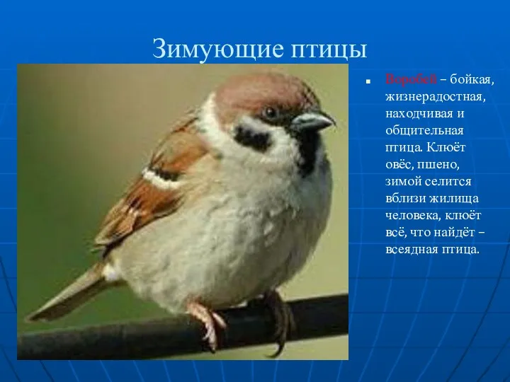 Зимующие птицы Воробей – бойкая, жизнерадостная, находчивая и общительная птица.