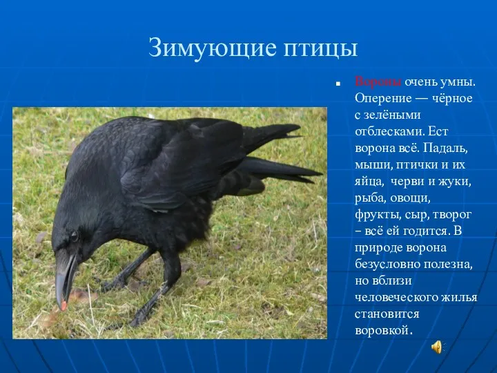 Зимующие птицы Вороны очень умны. Оперение — чёрное с зелёными