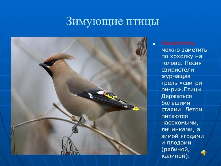 Зимующие птицы Свиристель можно заметить по хохолку на голове. Песня