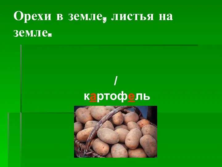 Орехи в земле, листья на земле. / картофель