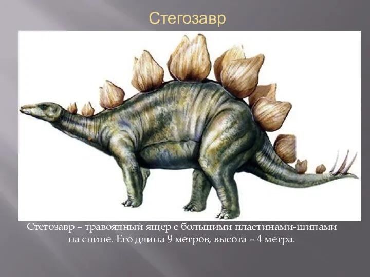 Стегозавр Стегозавр – травоядный ящер с большими пластинами-шипами на спине.