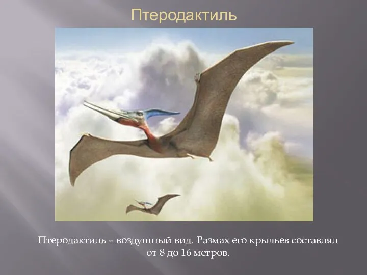 Птеродактиль Птеродактиль – воздушный вид. Размах его крыльев составлял от 8 до 16 метров.