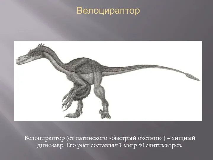 Велоцираптор Велоцираптор (от латинского «быстрый охотник») – хищный динозавр. Его рост составлял 1 метр 80 сантиметров.