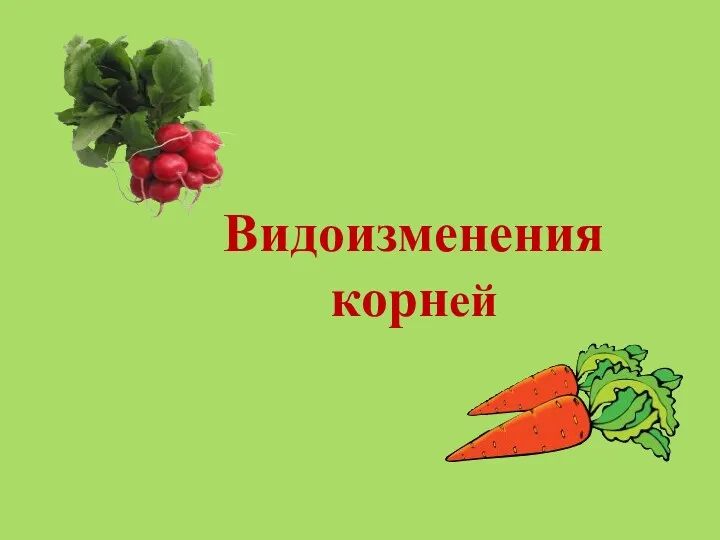 Видоизменения корней