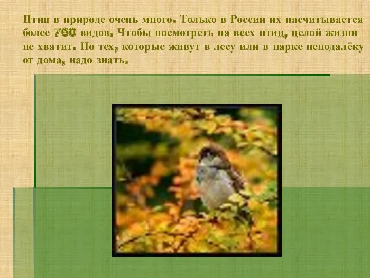 Птиц в природе очень много. Только в России их насчитывается