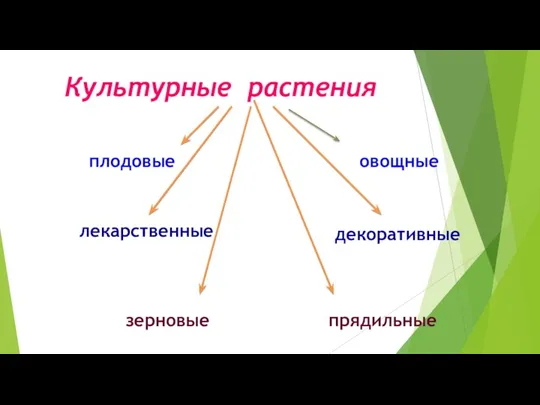 Культурные растения плодовые овощные зерновые прядильные декоративные лекарственные