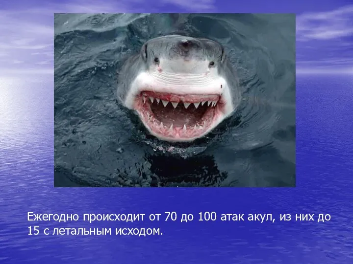 Ежегодно происходит от 70 до 100 атак акул, из них до 15 с летальным исходом.