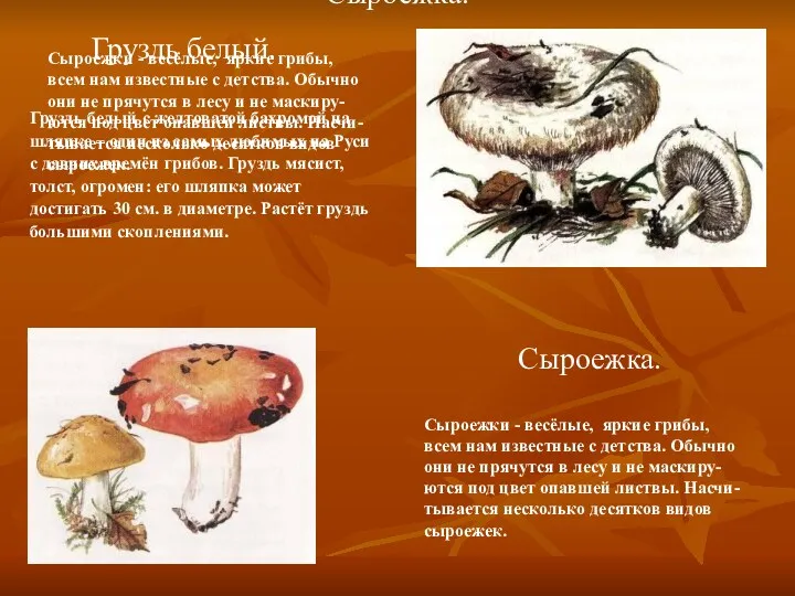 Сыроежка. Сыроежки - весёлые, яркие грибы, всем нам известные с детства. Обычно они