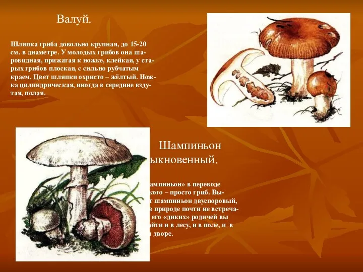 Валуй. Шляпка гриба довольно крупная, до 15-20 см. в диаметре. У молодых грибов