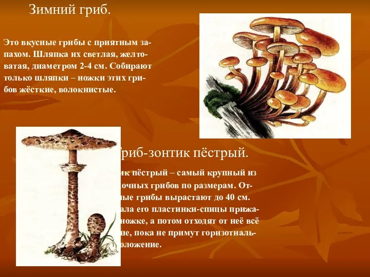 Зимний гриб. Это вкусные грибы с приятным за- пахом. Шляпка их светлая, желто-