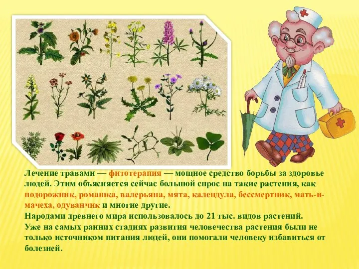 Лечение травами — фитотерапия — мощное средство борьбы за здоровье