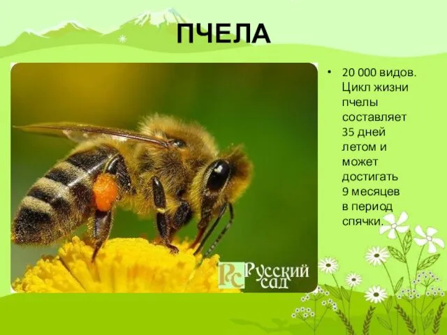 ПЧЕЛА 20 000 видов. Цикл жизни пчелы составляет 35 дней