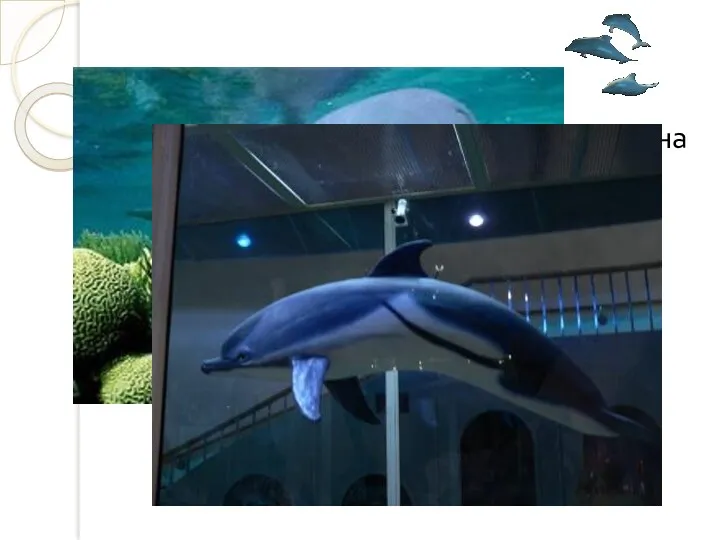 Длина дельфина 3 м 60 см. Чему равна его масса,