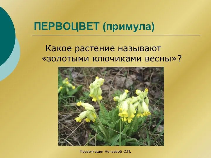 ПЕРВОЦВЕТ (примула) Какое растение называют «золотыми ключиками весны»? Презентация Нечаевой О.П.